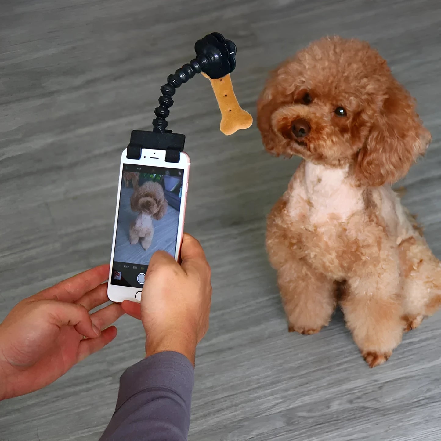 Black plastic pet photography tool attached to mobile phone with treat clip extended