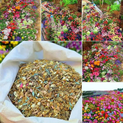 Purpleflower Holly Leaf cold and drought resistant wildflower seeds packaging