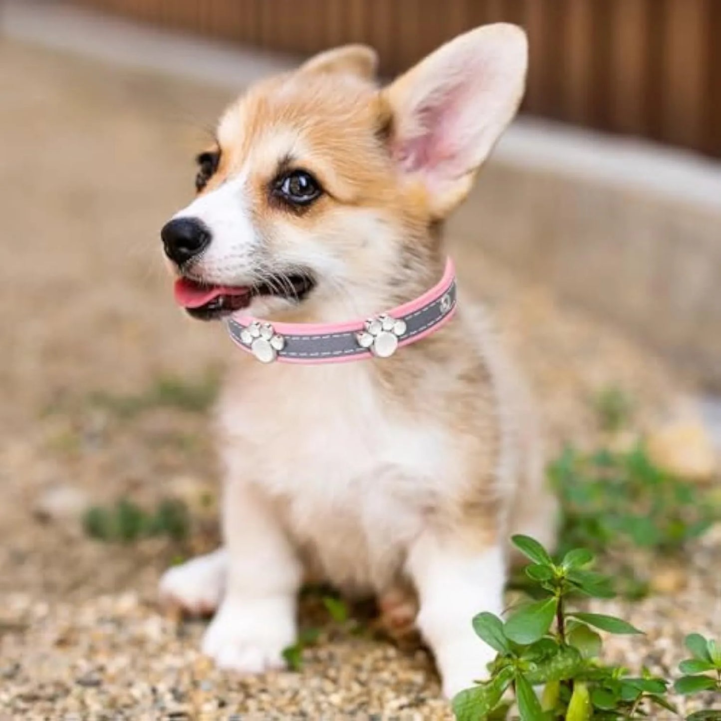 Reflective adjustable dog collar with paw rivet on soft PU leather, showing metal buckle and five adjustment holes