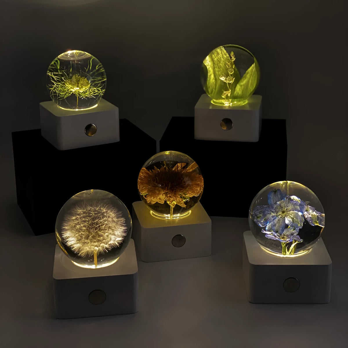 Small clear dome desktop night light with a preserved dandelion and sunflower inside, illuminated softly.