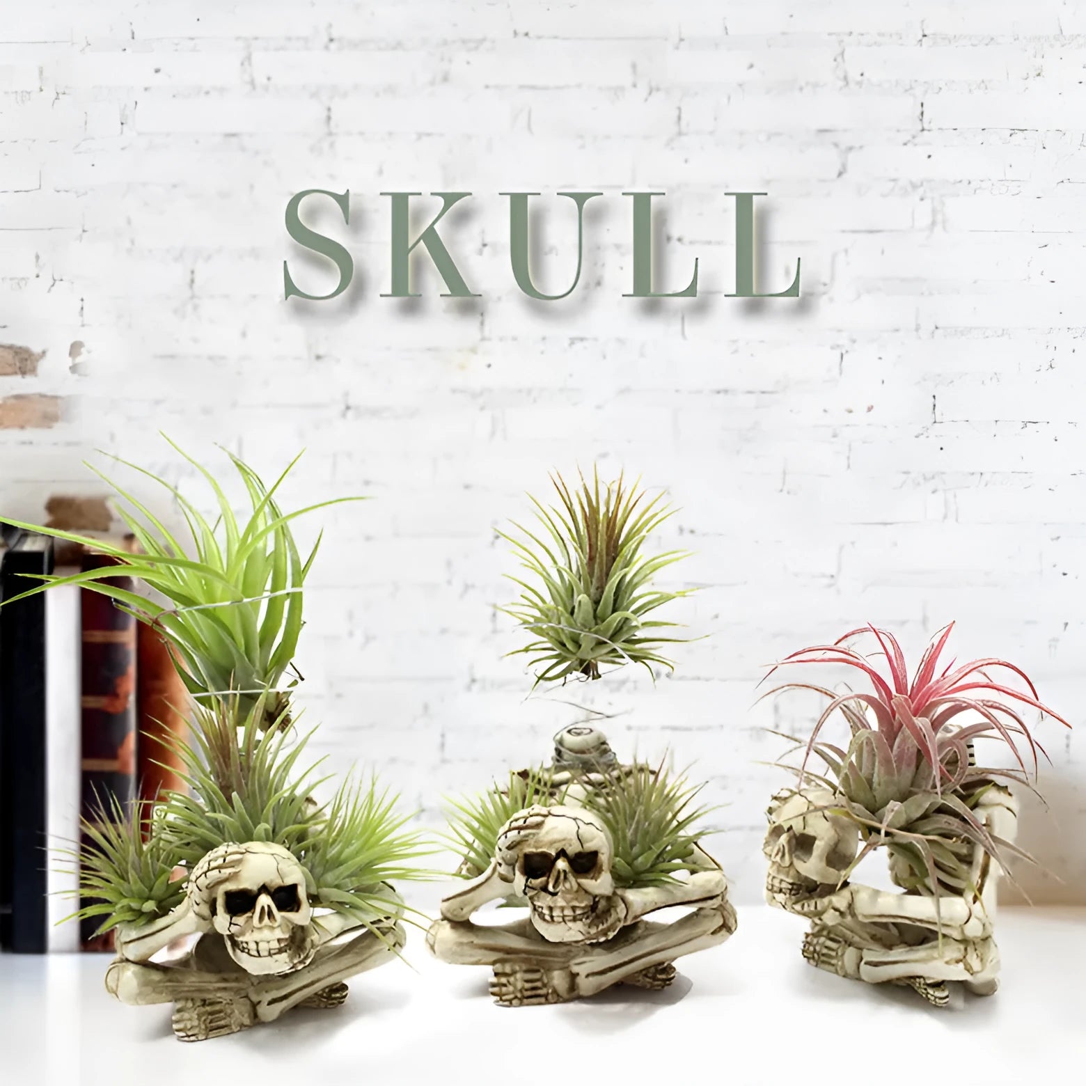 Resin skull bracket holder for air plants with iron wall mounting hook