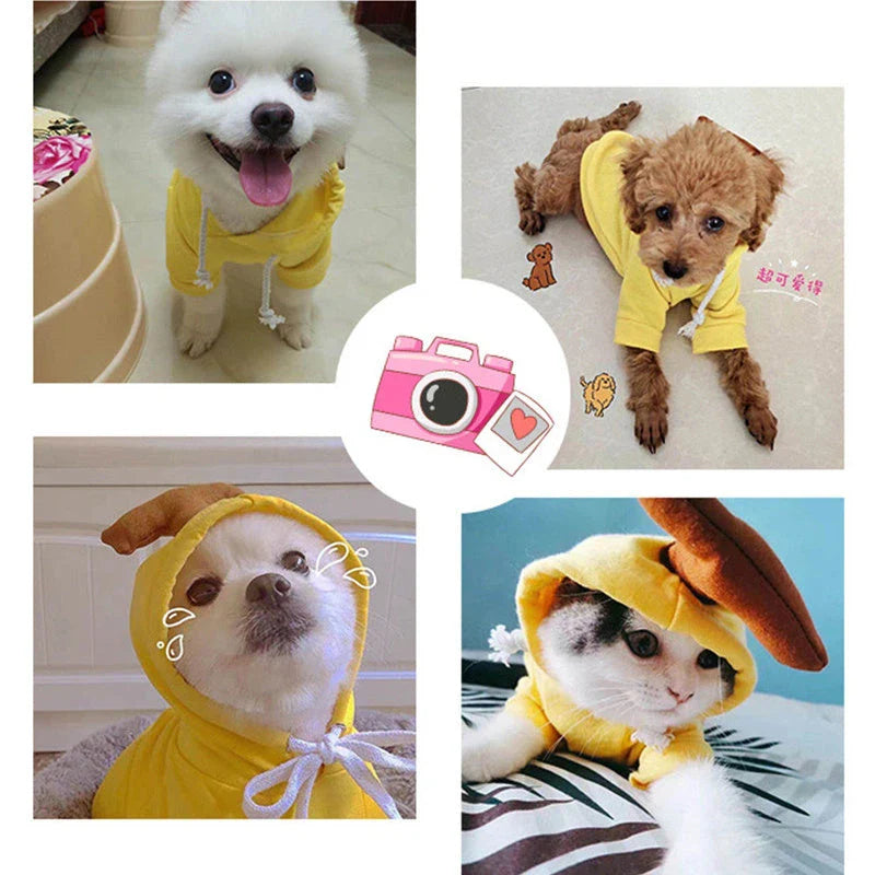 Cozy and stylish fruit-themed dog hoodies in a variety of adorable designs for small breed pets