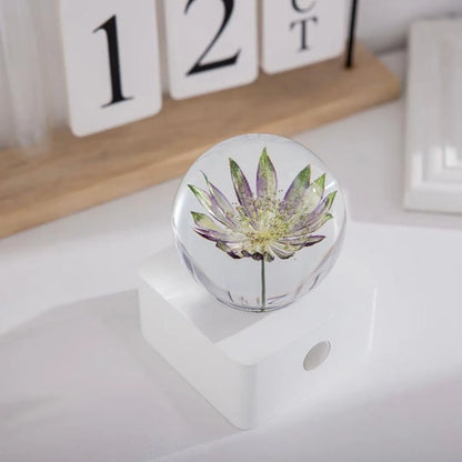 Small clear dome desktop night light with a preserved dandelion and sunflower inside, illuminated softly.