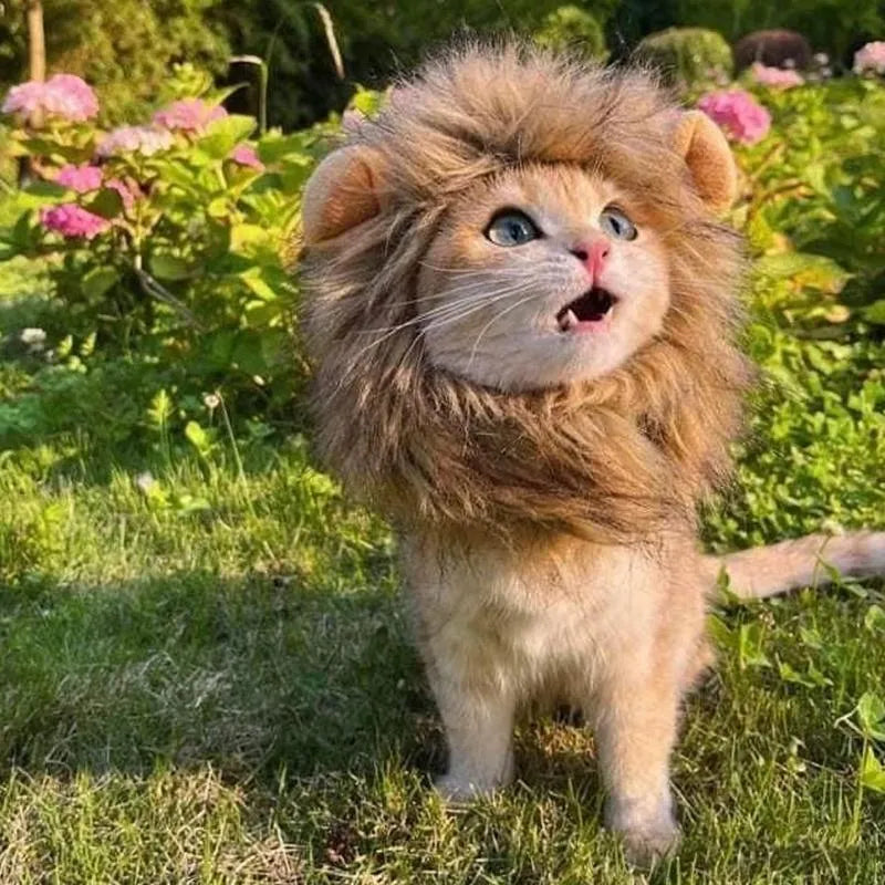 Lion mane costume wig for a cat or small dog on a white background, showing fluffy artificial hair and adjustable straps.
