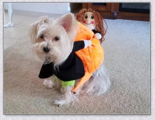 Adorable pumpkin-themed dog costume with adjustable Velcro closure and unique saddle arch design
