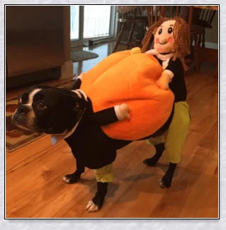 Adorable pumpkin-themed dog costume with adjustable Velcro closure and unique saddle arch design
