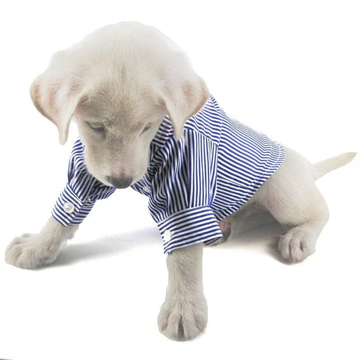 A dog wearing a casual striped shirt, looking stylish and comfortable