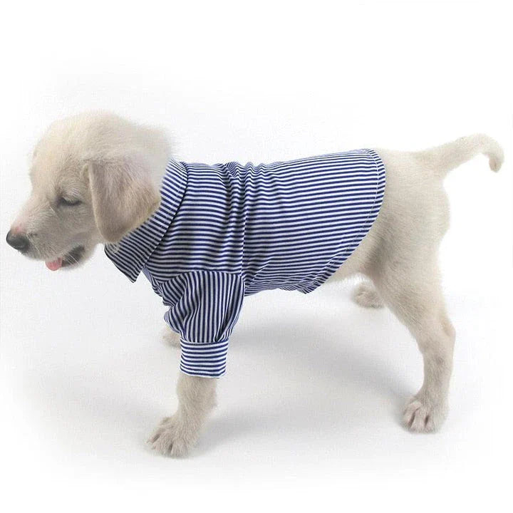 A dog wearing a casual striped shirt, looking stylish and comfortable