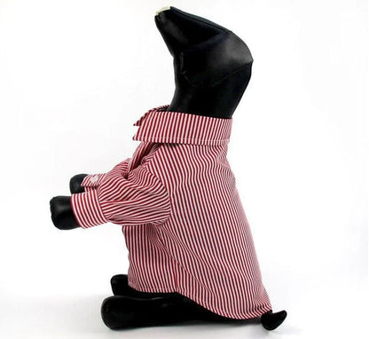 A dog wearing a casual striped shirt, looking stylish and comfortable