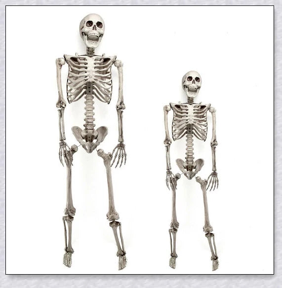 Lifelike 5-foot Halloween skeleton decoration with realistic bone-like finish and flexible joints for customizable spooky poses