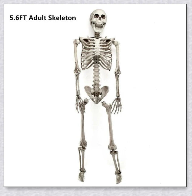 Lifelike 5-foot Halloween skeleton decoration with realistic bone-like finish and flexible joints for customizable spooky poses