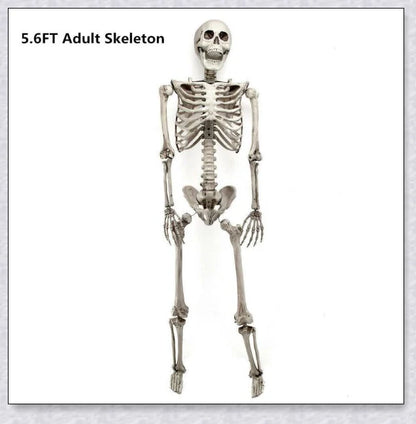 Lifelike 5-foot Halloween skeleton decoration with realistic bone-like finish and flexible joints for customizable spooky poses