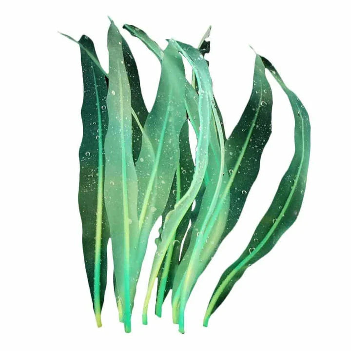 Realistic-looking artificial seaweed aquarium decor in a purple color, perfect for adding natural ambiance and beauty to any fish tank or aquarium.