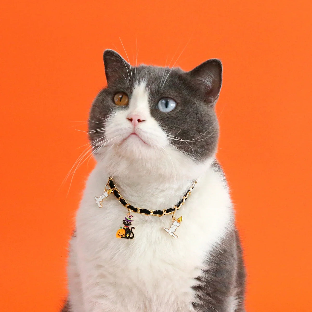 Stylish pet Halloween collar made of velvet with a dripping bat design, available in adjustable sizes for a comfortable fit.