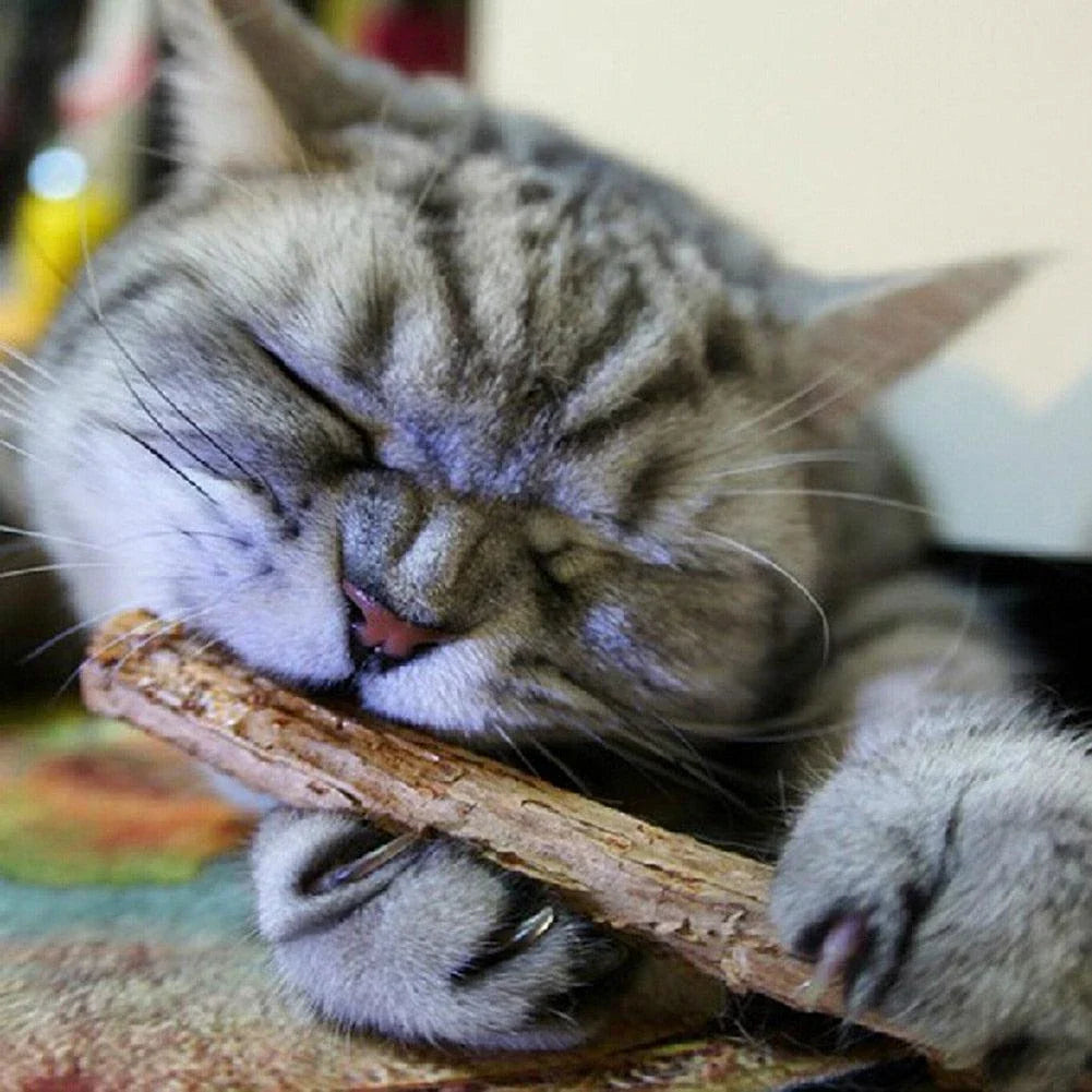 Catnip Teeth Brushing Sticks for Cats - Effective Dental Care Solution with Natural Catnip Infusion