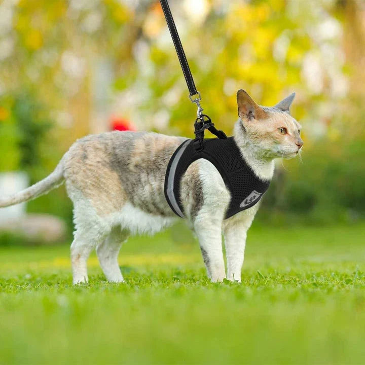 Reflective and breathable pet harness in blue color with adjustable straps and mesh design for safety and comfort