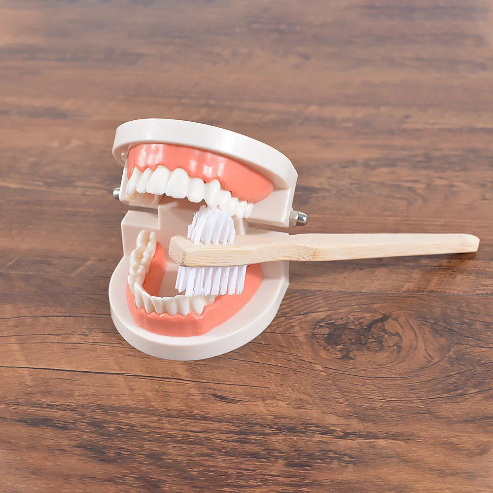 Premium Bamboo Denture Cleaning Brush with advanced DuPont bristles for effective plaque removal and a sparkling clean denture