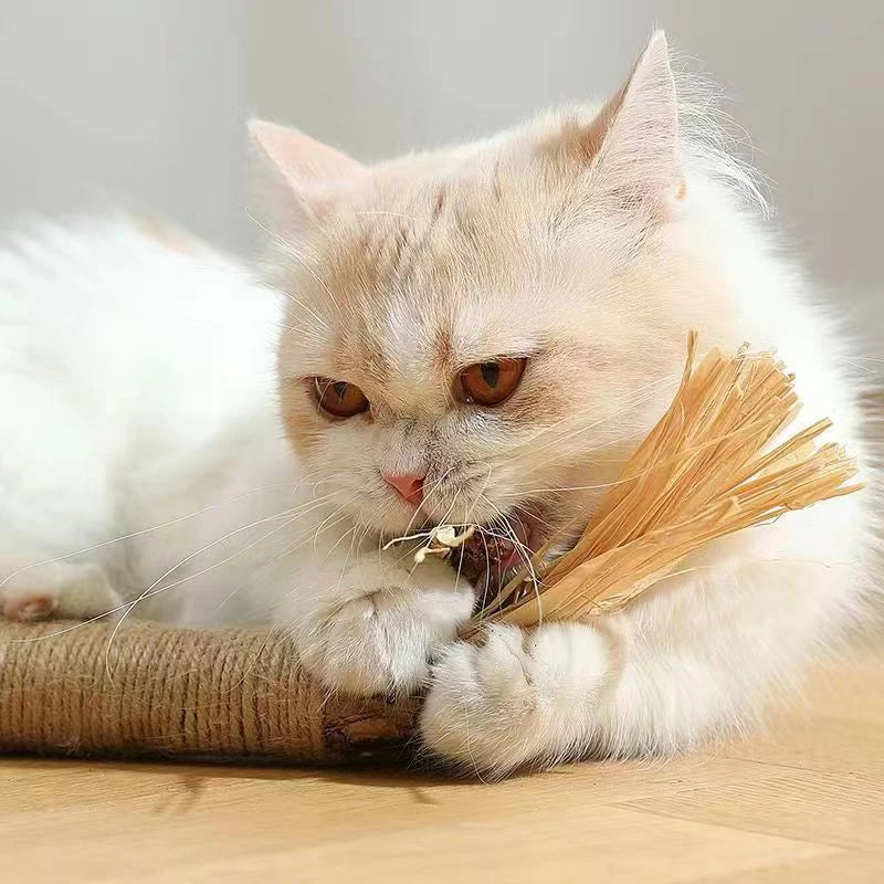 Natural Silvervine Catnip Sticks for cats, providing dental care, digestive support, and interactive playtime