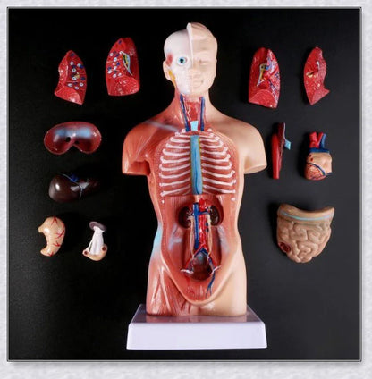 Detailed 3D anatomical model of the human torso with removable internal organs for medical teaching and learning.