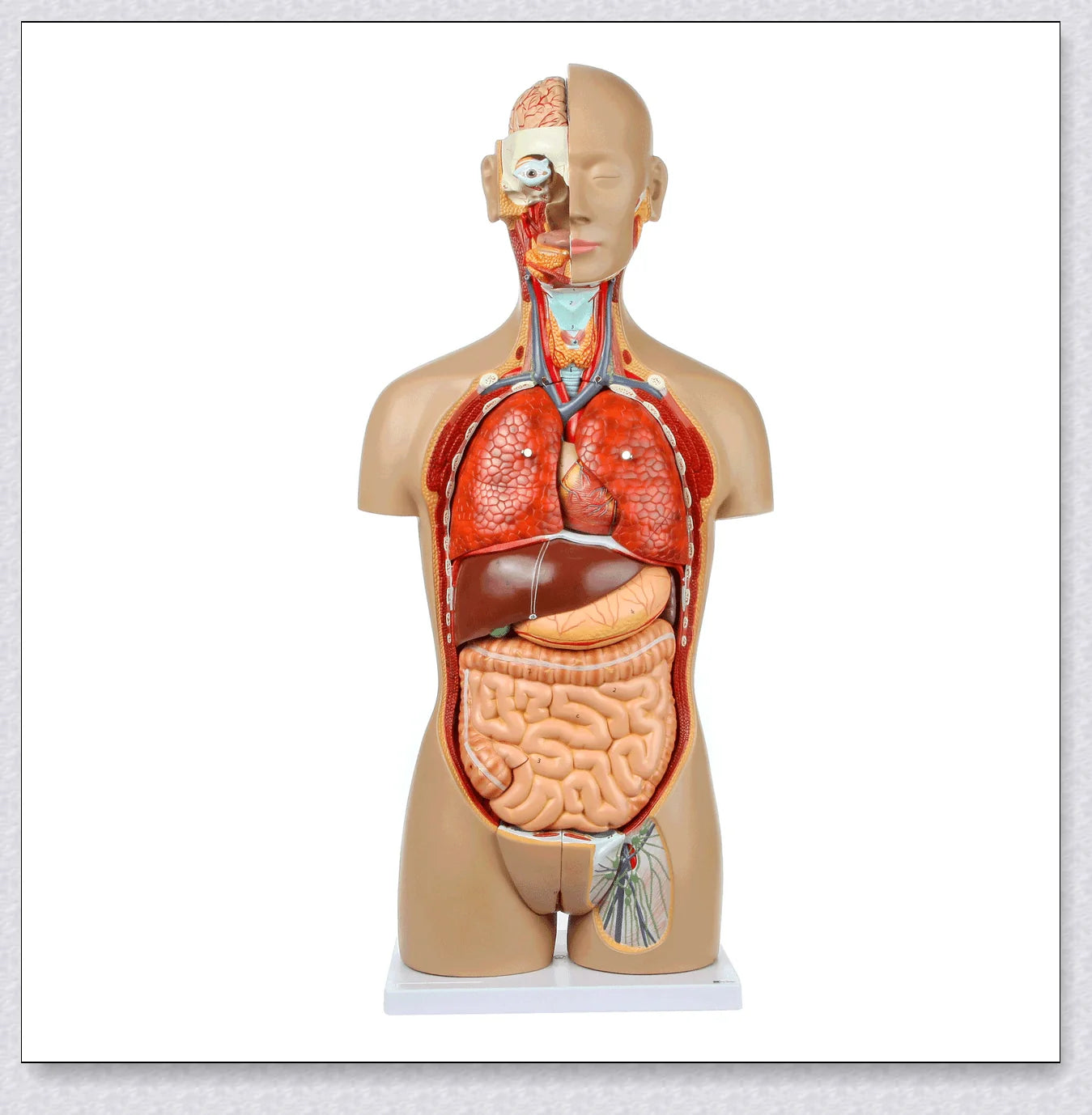 Detailed 3D anatomical model of the human torso with removable internal organs for medical teaching and learning.