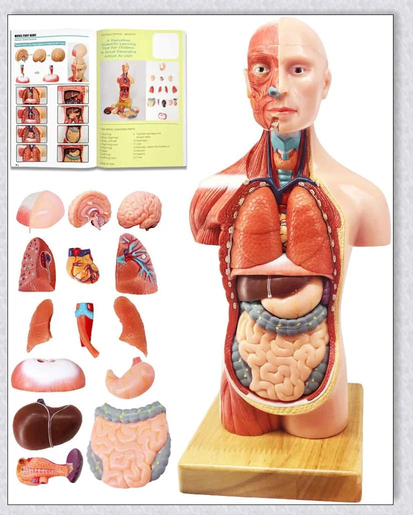 Detailed 3D anatomical model of the human torso with removable internal organs for medical teaching and learning.