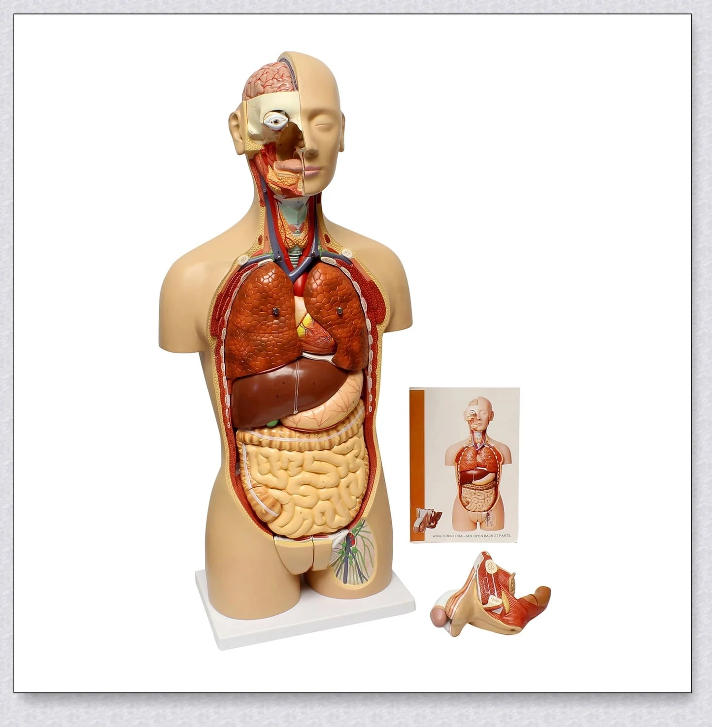 Detailed 3D anatomical model of the human torso with removable internal organs for medical teaching and learning.