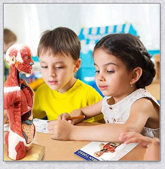 Detailed 3D anatomical model of the human torso with removable internal organs for medical teaching and learning.