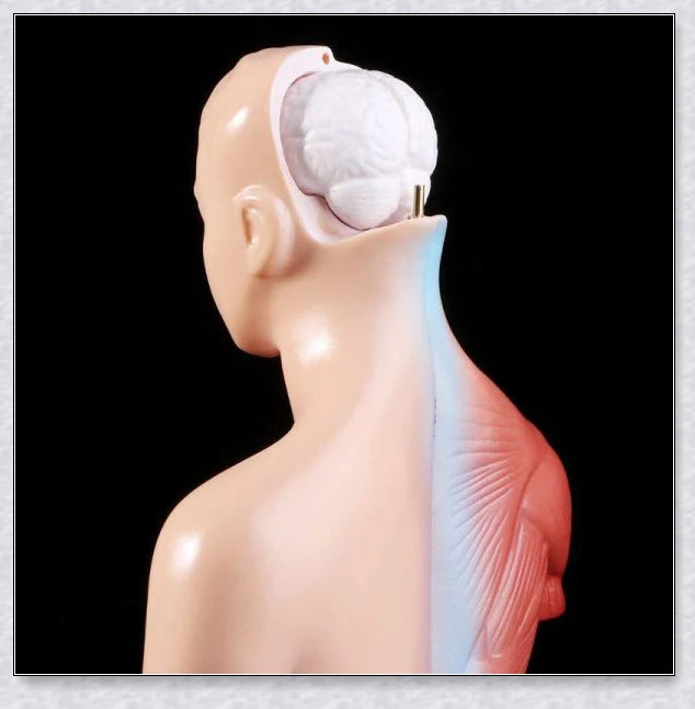 Detailed 3D anatomical model of the human torso with removable internal organs for medical teaching and learning.