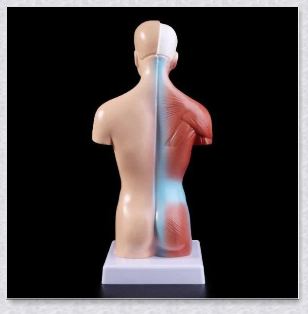 Detailed 3D anatomical model of the human torso with removable internal organs for medical teaching and learning.