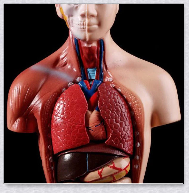 Detailed 3D anatomical model of the human torso with removable internal organs for medical teaching and learning.