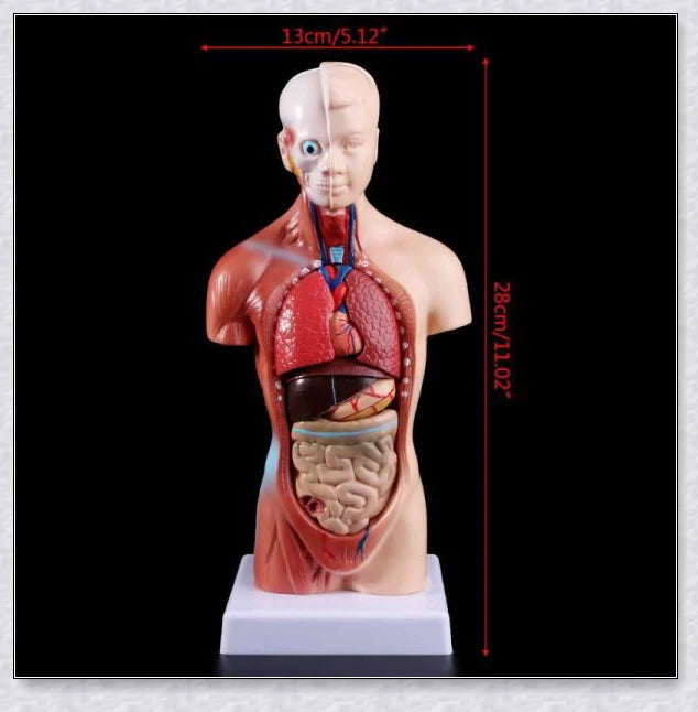 Detailed 3D anatomical model of the human torso with removable internal organs for medical teaching and learning.