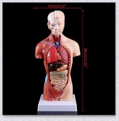 Detailed 3D anatomical model of the human torso with removable internal organs for medical teaching and learning.