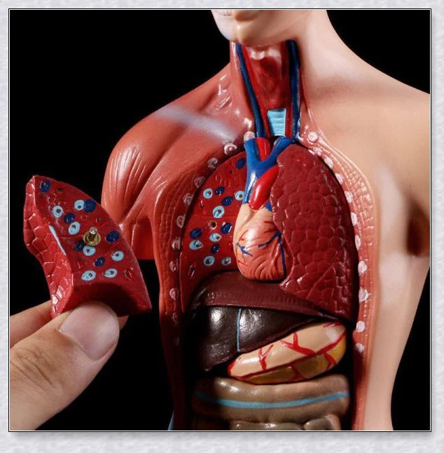 Detailed 3D anatomical model of the human torso with removable internal organs for medical teaching and learning.