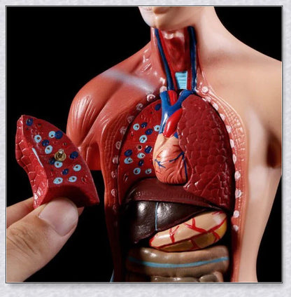 Detailed 3D anatomical model of the human torso with removable internal organs for medical teaching and learning.