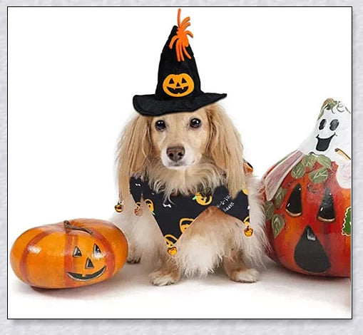 Adorable Halloween cat costume with pumpkin and spider pattern, featuring an adjustable collar and hat