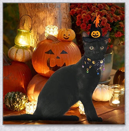 Adorable Halloween cat costume with pumpkin and spider pattern, featuring an adjustable collar and hat