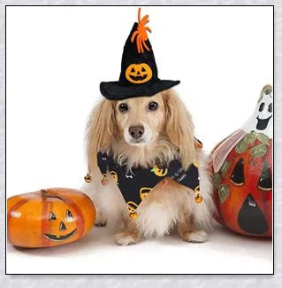 Adorable Halloween cat costume with pumpkin and spider pattern, featuring an adjustable collar and hat