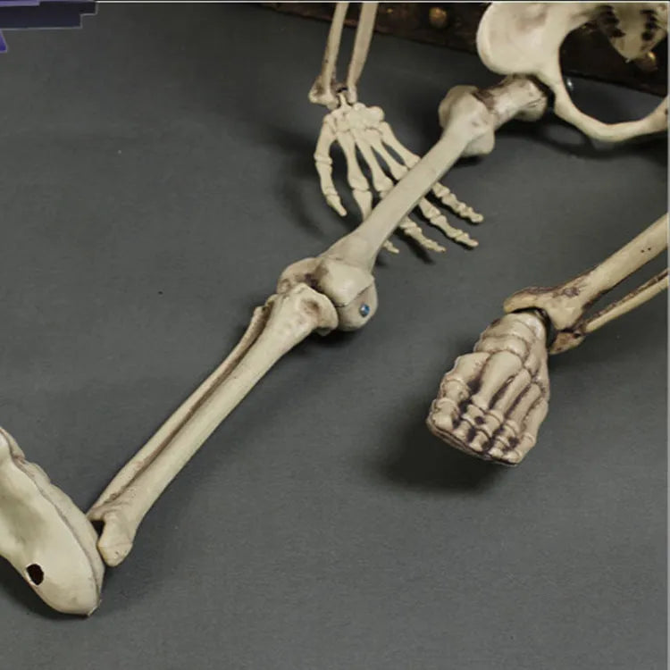 Plastic skeleton prop standing 170cm tall with detailed skull and articulated joints for anatomical study