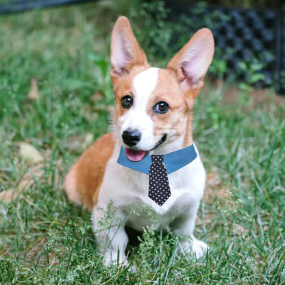 Blue denim dog collar with white star pattern, styled as an adjustable bow tie for formal pet wear.