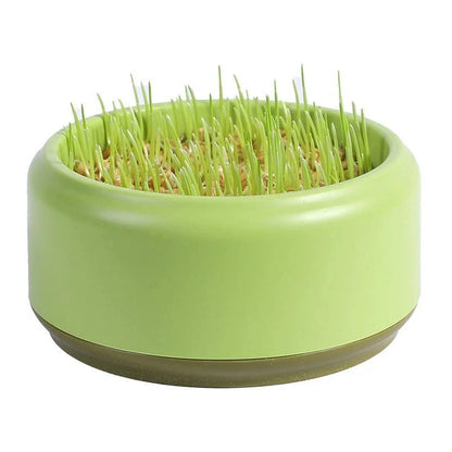 Blue hydroponic cat grass kit with growing cup and seed packets for soilless indoor planting