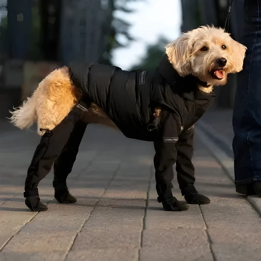 Black waterproof non-slip dog shoes paw protectors in various sizes