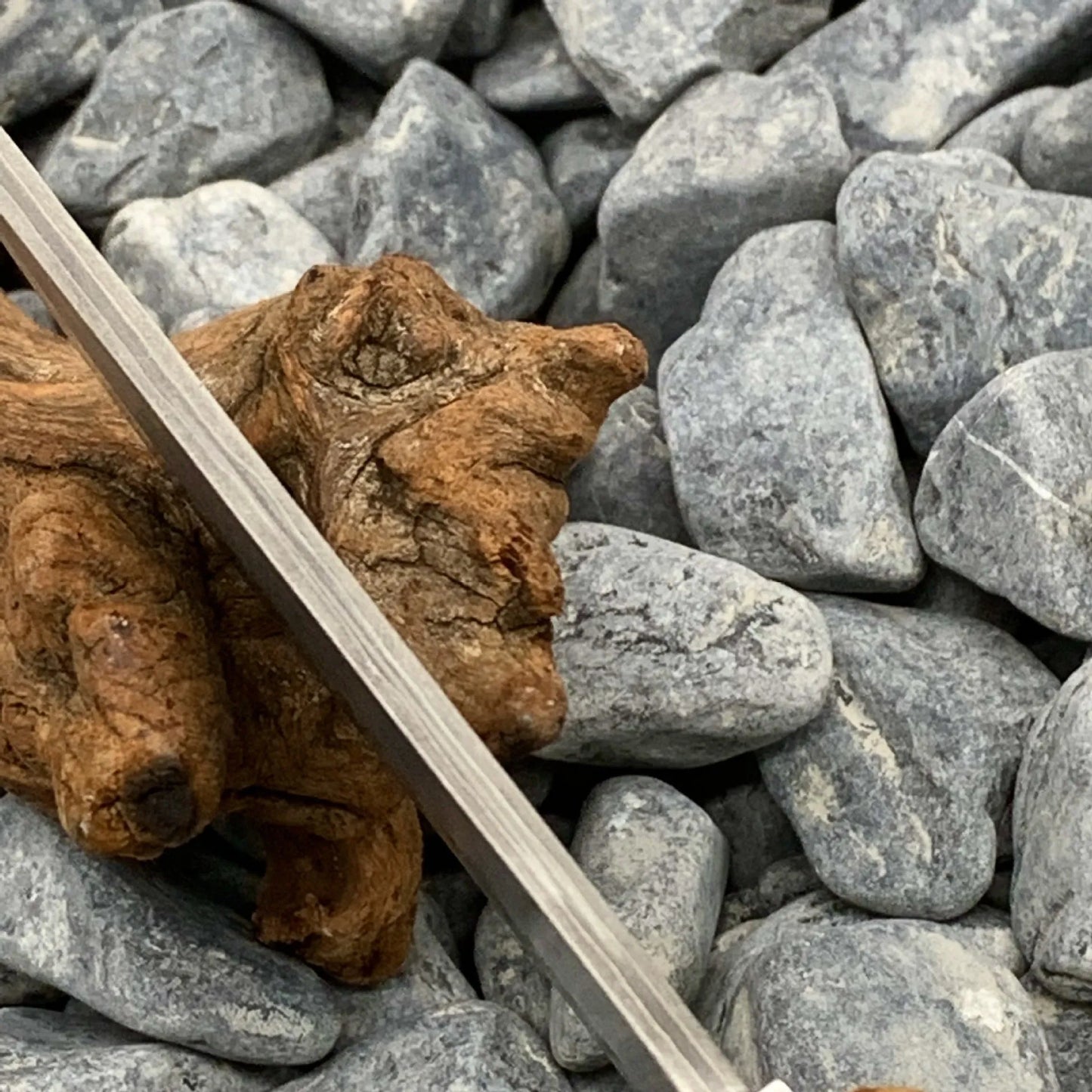Outdoor Damascus steel short knife with Thuja wood handle showing 18cm length