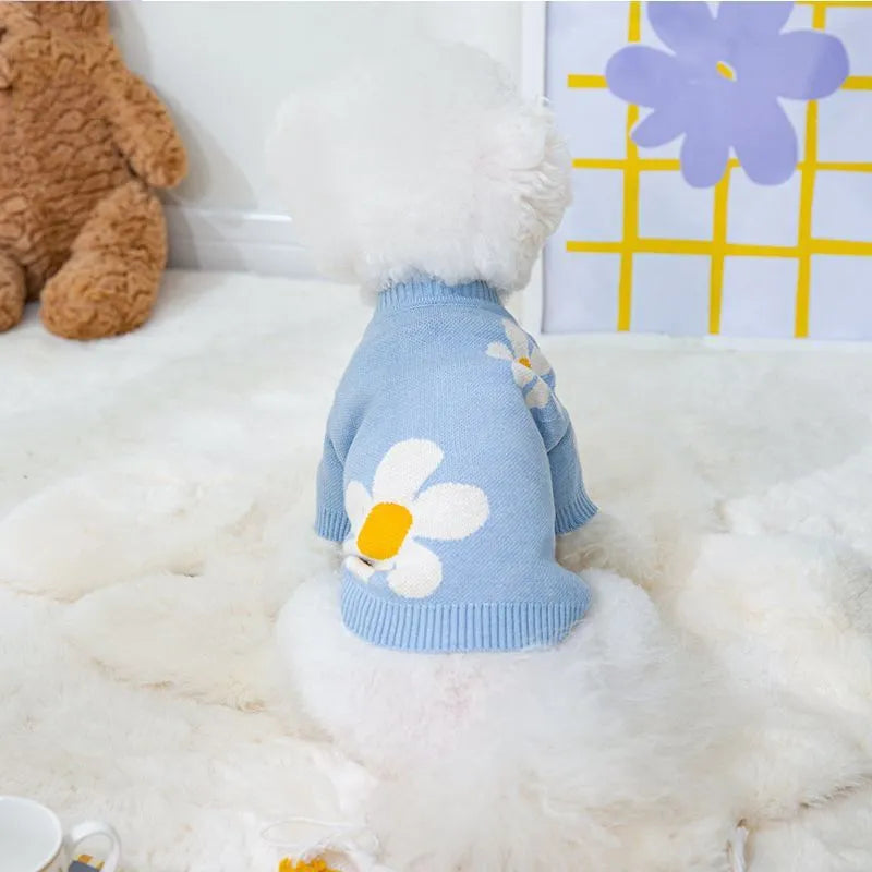 Small dog wearing a blue knitted polyester jumper for autumn and winter