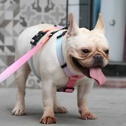 Polyester dog chest strap showing gradient colour pattern options in S, M, and L sizing