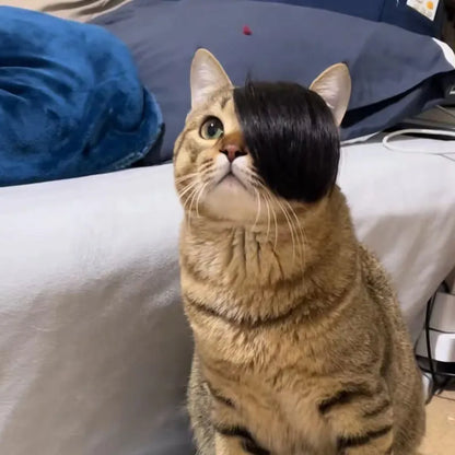 Black polyester cat wig with imitation braid design for feline dress-up and costume occasions