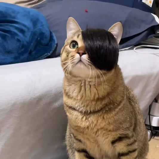 Black polyester cat wig with imitation braid design for feline dress-up and costume occasions