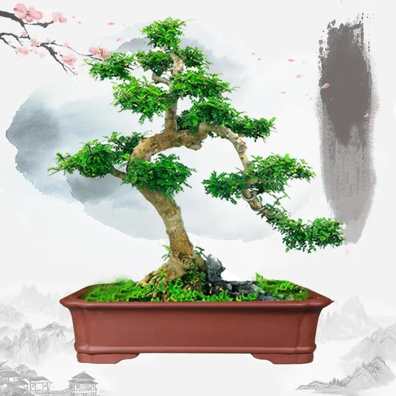 Handmade rectangular purple clay bonsai pot showing natural clay texture and rectangular shape with drainage