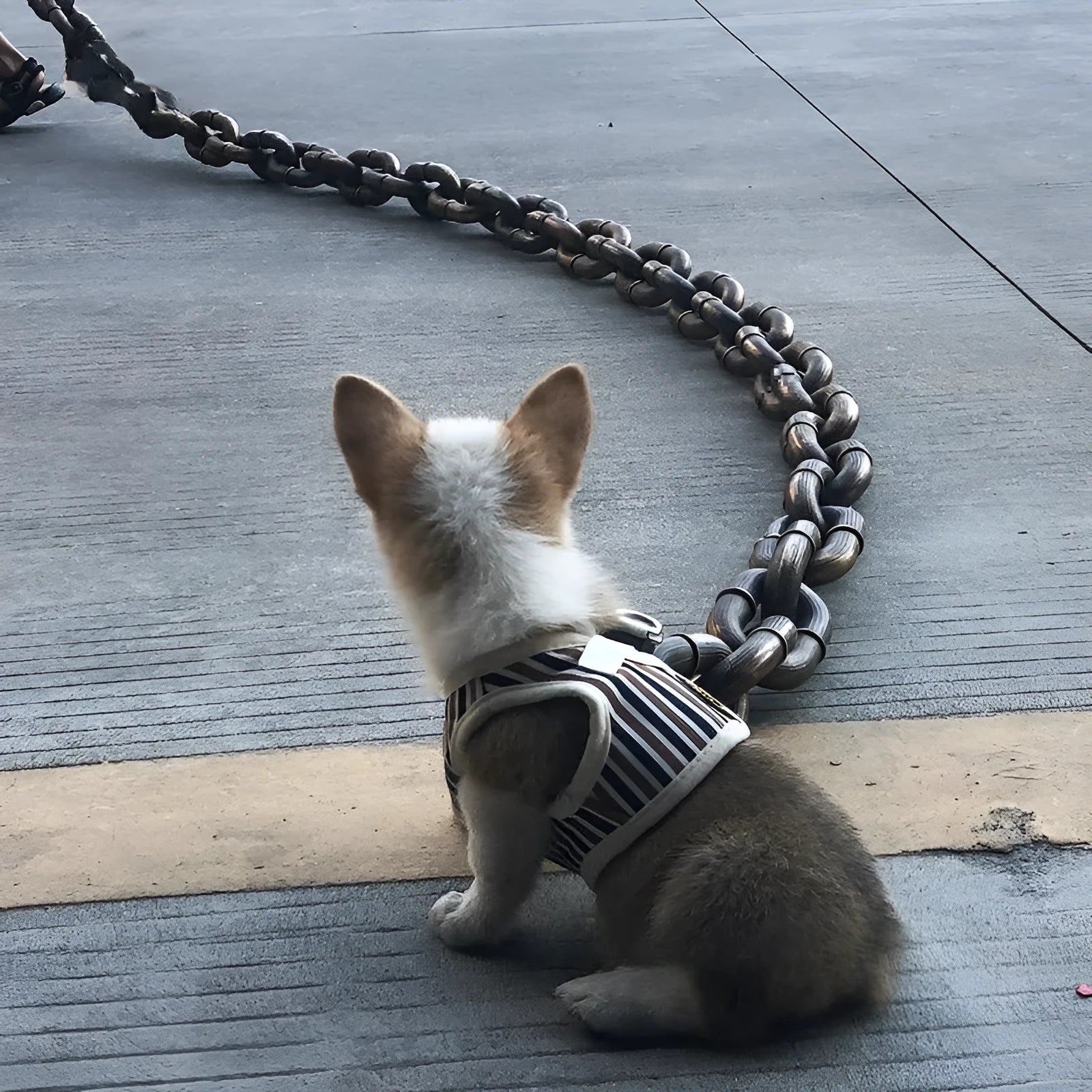 Plastic-coated iron chain dog leash in antique silver colour with D-ring connection