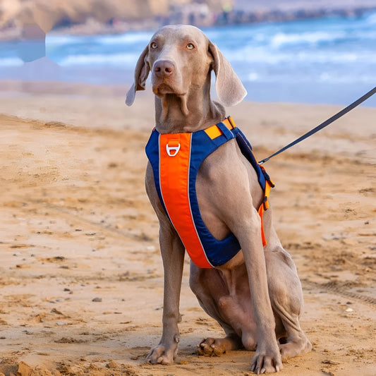 Orange blue vest-style dog chest strap with nylon construction and D-ring attachment