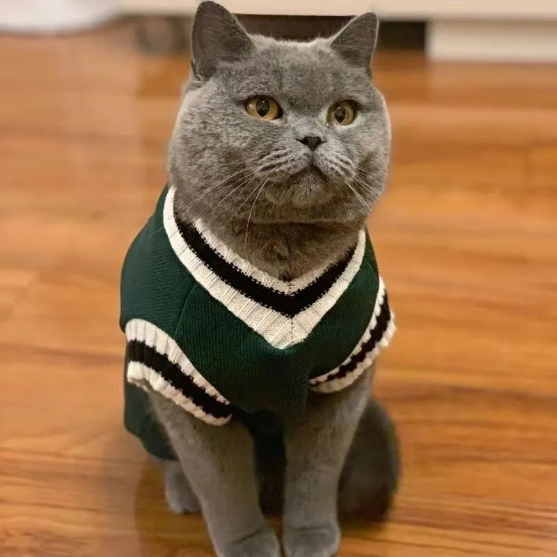 Cat wearing winter jumper with silver gradual collar in college style design